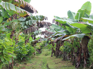 Celebrating World Environment Day: Agricultural ecosystems' role in our planet's sustainability