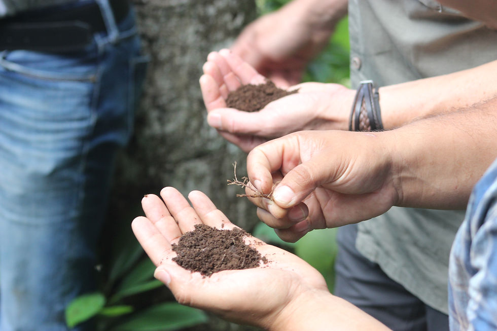 During a farmers' training in the Dota coffee region in Costa Rica, local producers learned about the potential of nature-based solutions to enhance soil health and promote healthy crops. The quality of the soil and the diversity of organisms within it are major factors to evaluate the effectiveness of current farming practices.