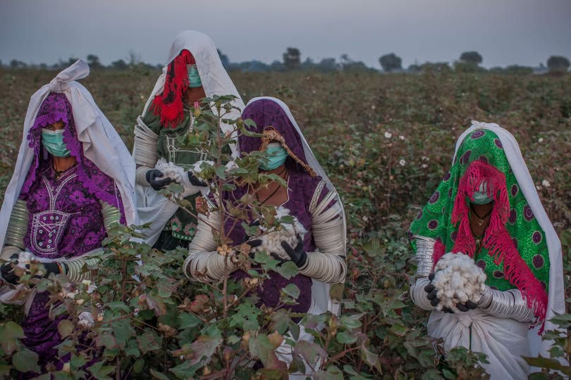 CABI is working with Better Cotton to boost yields, cut pesticide use, and empower women in agriculture.
