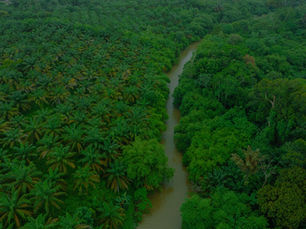 The risks of excluding smallholders from EU value chains remain very likely