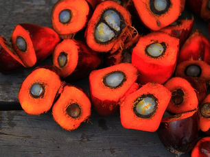 Nurturing Nature: Transformative Steps in Oil Palm Regenerative Agriculture Unveiled at RSPO RT2023