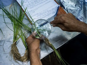 Plantwise: How plant clinics are saving crops around the globe