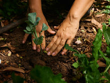 Regenerative Agriculture in Action Across SAN’s Network: Data, local knowledge, and practical delivery are moving together