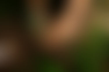 Regenerative Agriculture in Action Across SAN’s Network: Data, local knowledge, and practical delivery are moving together