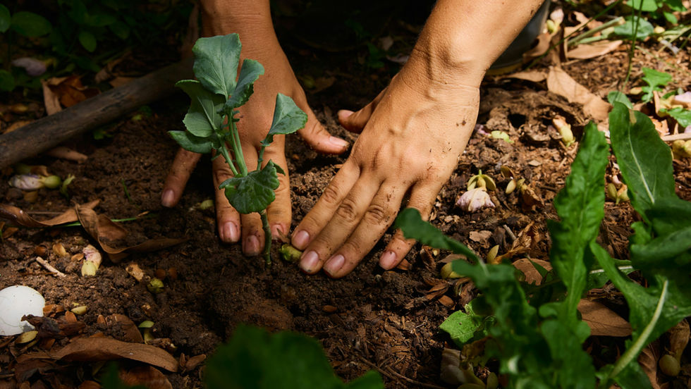 Regenerative Agriculture in Action Across SAN’s Network: Data, local knowledge, and practical delivery are moving together
