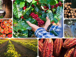 Navigating the EUDR: How SAN Members Are Tackling the Challenges Ahead