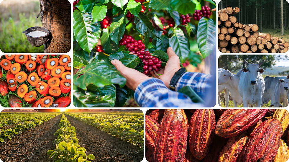 Rubber, oil palm, soy, coffee, cacao, cattle and timber are the seven commodities that fall into the scope of the European Union Deforestation Regulation, or EUDR. The Sustainable Agriculture Network is committed and ready to help stakeholders navigate its challenges and build effective solutions for compliance and beyond.