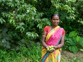 Farmer name :Labani Chalan wife of Chaitanya Chalan
Village - Khaliapali
Deep in the green forests, tribal communities are rediscovering the strength of nature through agroforestry. By growing fruit trees alongside crops, families are creating better livelihoods while protecting the land they have cared for for generations. The harvest in her hands is more than fruit it is a symbol of income, food security, and hope for a sustainable future. Agroforestry is helping tribal farmers live in harmony with nature.