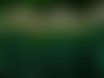 Bunches of spring onions at a farmers market stall