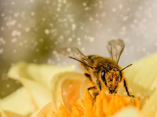 Protecting our pollinators: how corporations can safeguard bees in sustainable agriculture