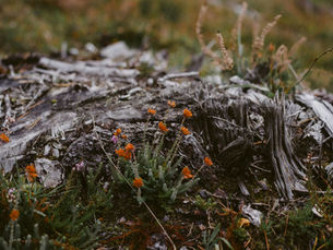 Close up photo of soils exhibiting native grasses, flowers and moss.