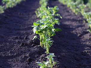 Strengthening Supply Chain Sustainability: Collaborating with the Sustainable Agriculture Network