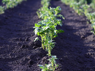 Strengthening Supply Chain Sustainability: Collaborating with the Sustainable Agriculture Network