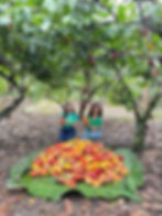 Two women pose in a clearing among trees, showing a pile of cacao fruit.
