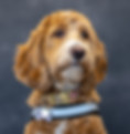 teddi certified therapy dog_urbana pediatric dentistry