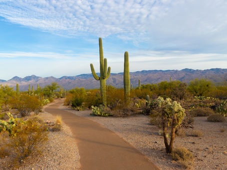 Saguaro National Park@America
