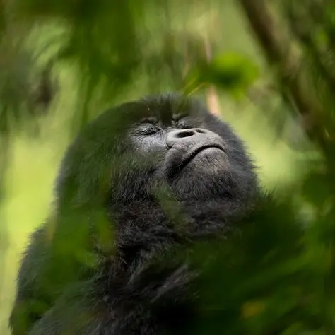 Rwanda’s Plains, Rainforests and Volcanoes: An 11-Day Safari with Purpose