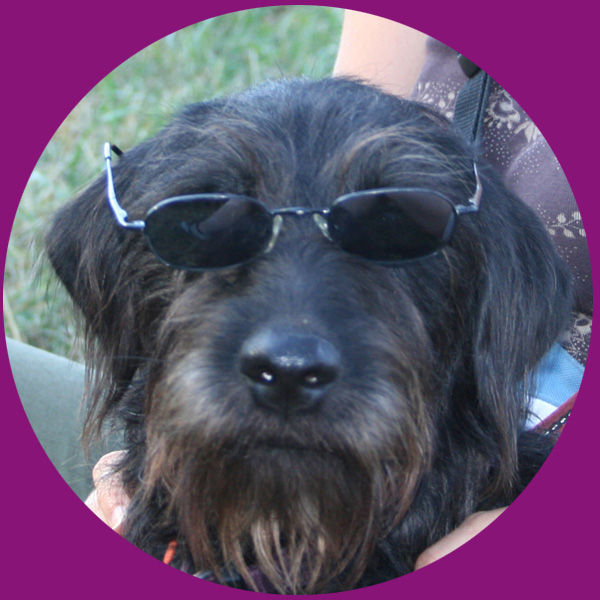 Les vacances de nos animaux