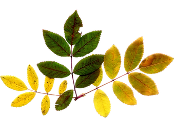 Dry Leaf