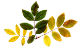 Dry Leaf