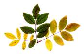 Dry Leaf