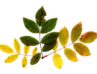 Dry Leaf