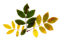 feuille 8