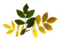 feuille 8