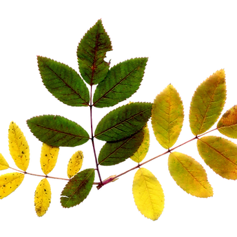 Autumn Leaves Branch