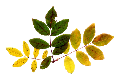 Dry Leaf