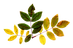 foglia 8