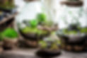 Beautiful jar with live forest with self ecosystem.jpg