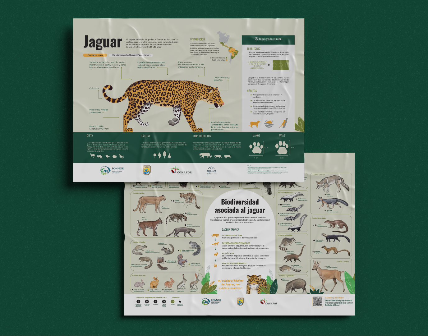 infografías jaguar.png