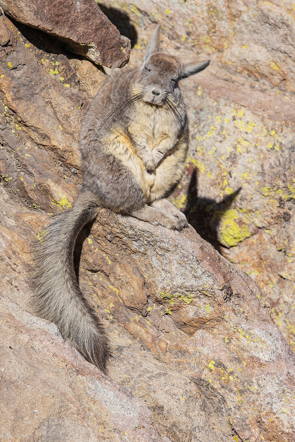 Vizcacha