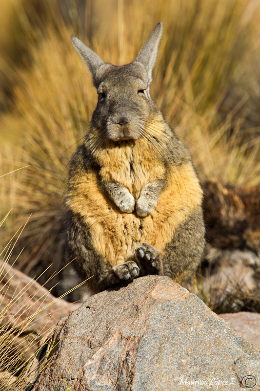 Vizcacha