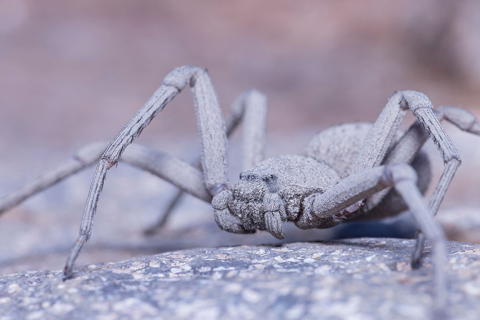 Araña Sicario