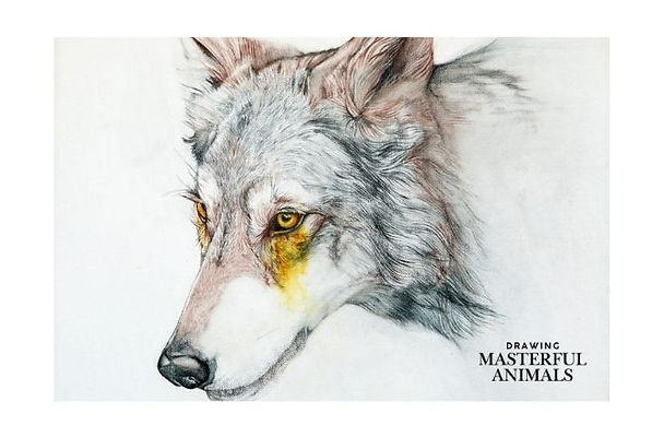 Drawing of a wolf with a little bit of yellow in the wolfs eye.