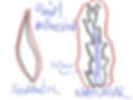 Illustration of how natural brushes grab paint.