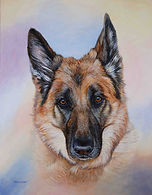 Custom pet portrait of a german shepherd looking into the camera with a colourful background.