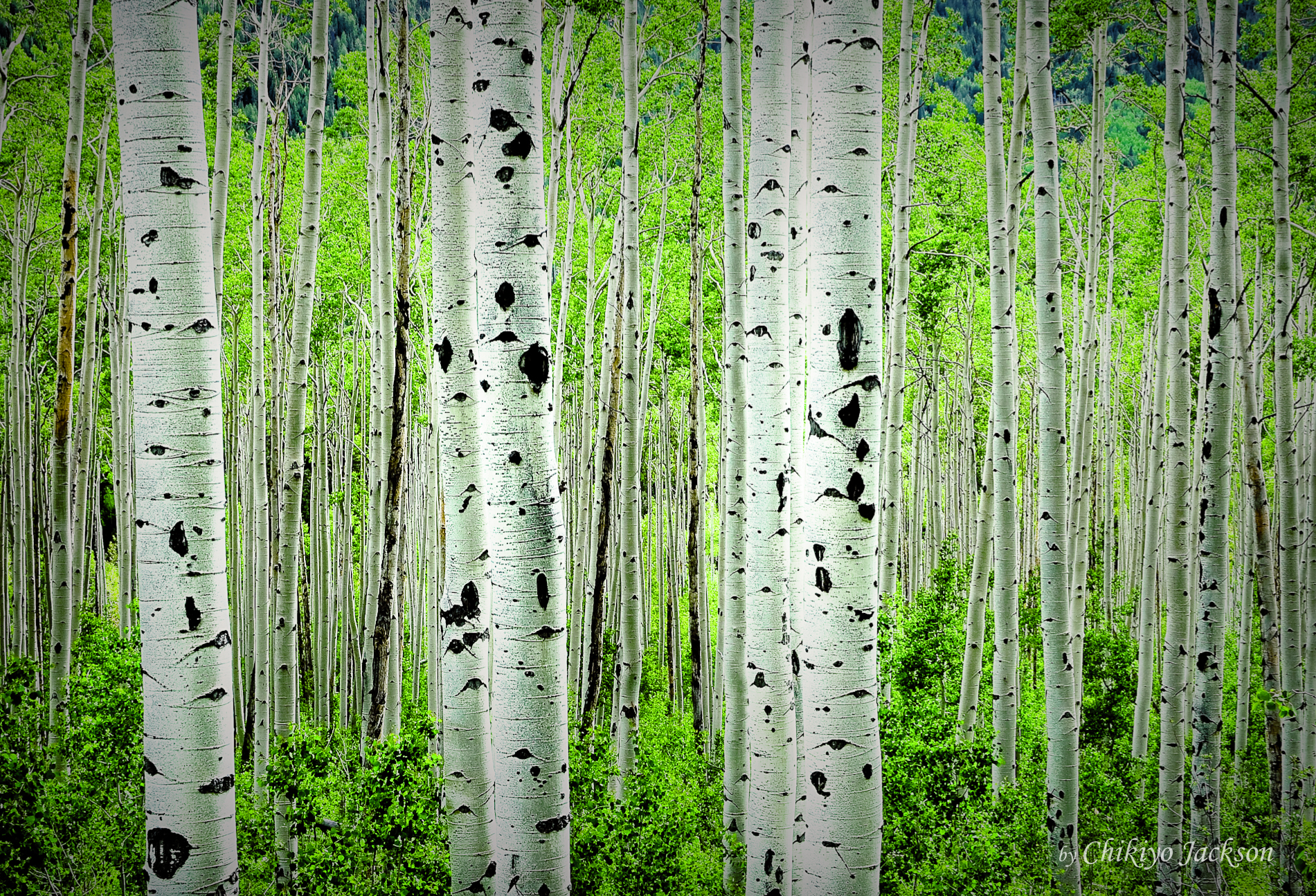 "Sea of Aspen", Aspen CO