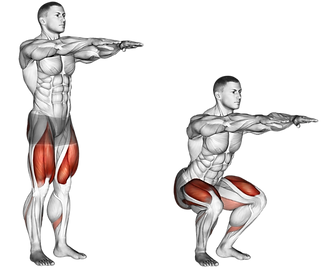 squats musclews worked.png