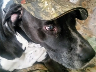 New Website and Merch!!!