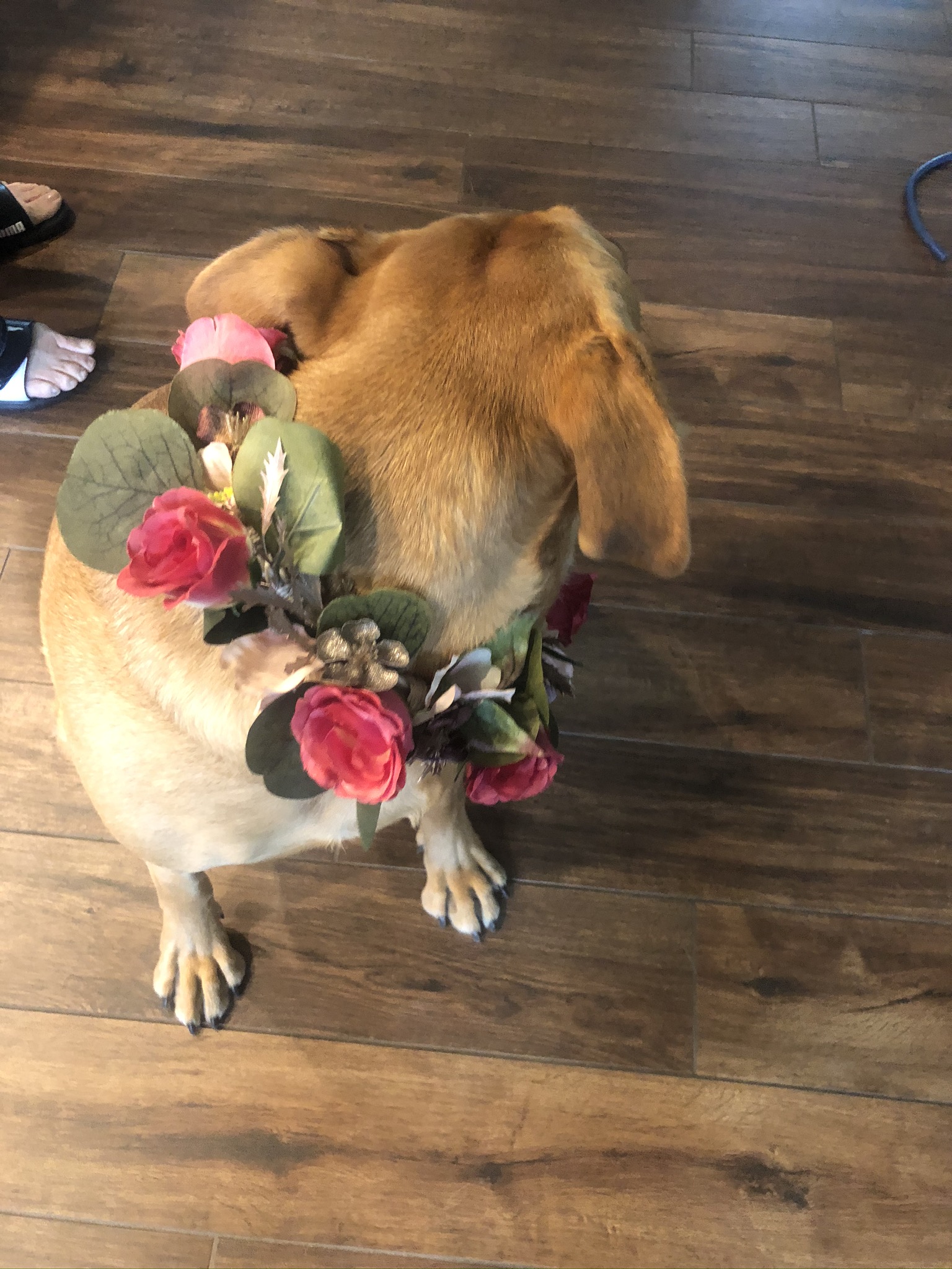 Hot Pink Roses with Euctalyptus