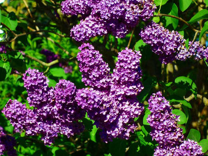 Aversion, Repulsion, Nobility