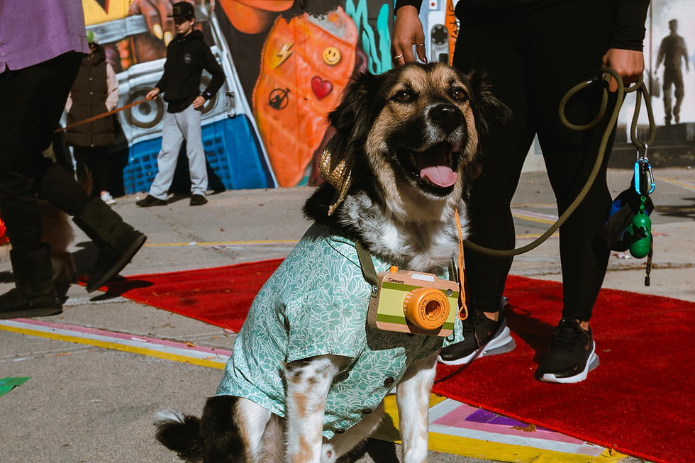 Pet Costume Contest