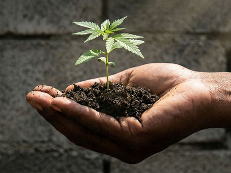 A Tecnologia Ancestral que Pode Salvar o Futuro: O Cânhamo e a Crise Climática