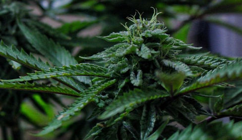 WhatsApp Image 2025-01-29 at 13_edited.jpg