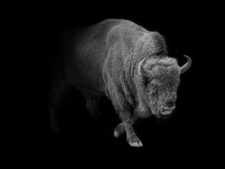 The Bison Brain: Neuroscience Reveals Why Facing Challenges Head-On Rewires You for Success