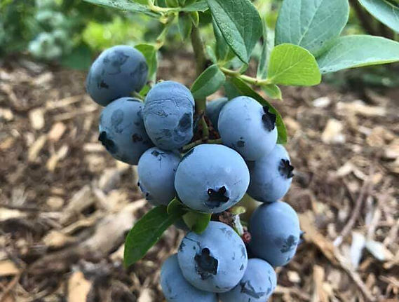Blueberry (1).jpg