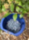 Bucket of Blueberries2.jpg